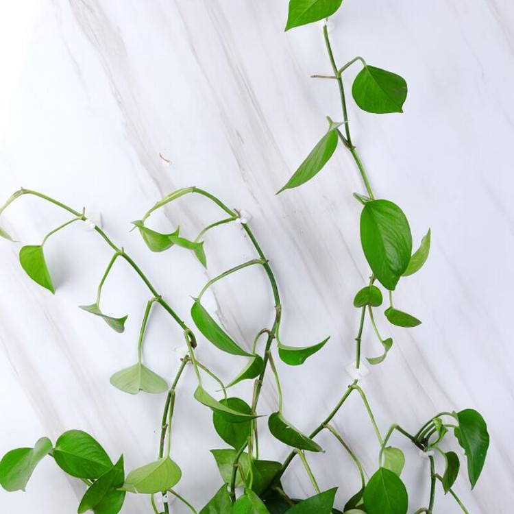 گیره پتوس بسته(۸عددی)