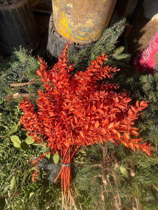 گل خشک جزه رنگ نارنجی یک دسته