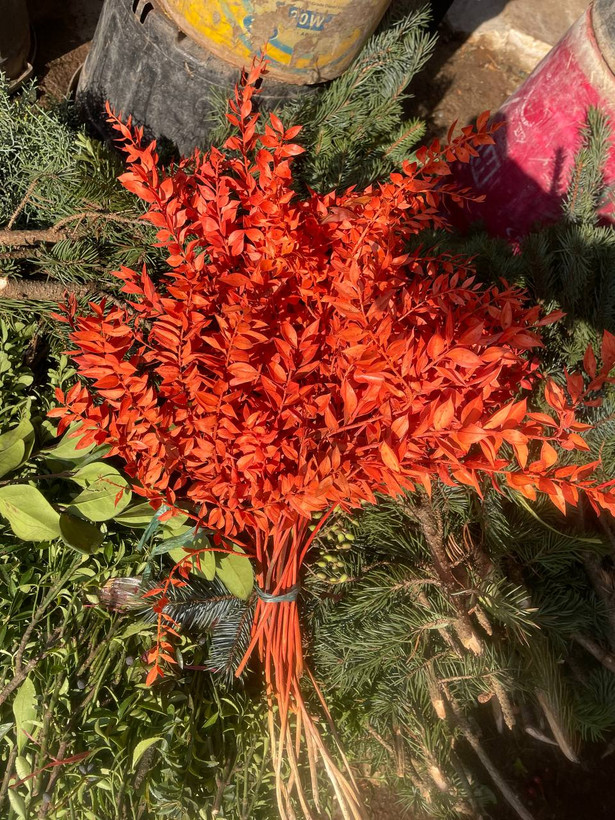 گل خشک جزه رنگ نارنجی یک دسته