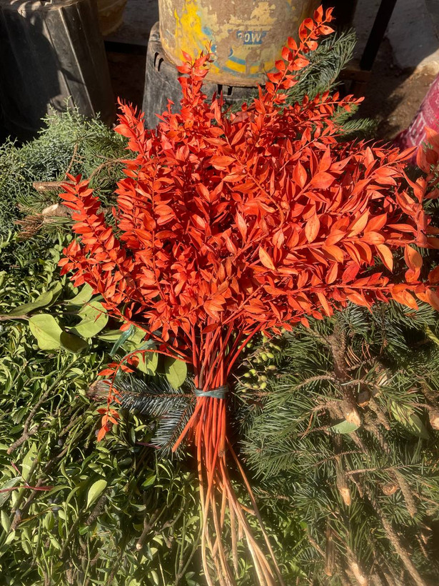گل خشک جزه رنگ نارنجی یک دسته