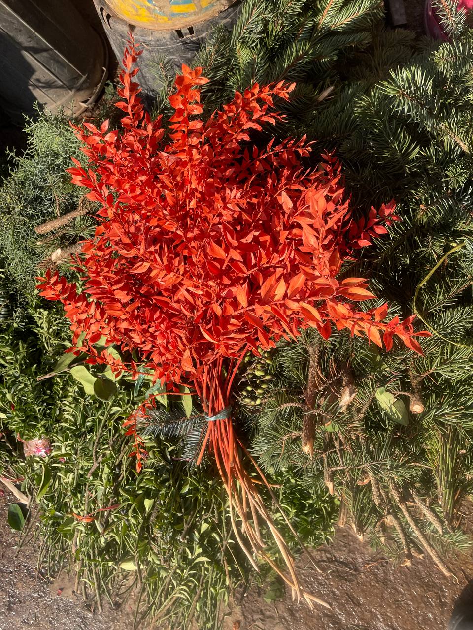 گل خشک جزه رنگ نارنجی یک دسته