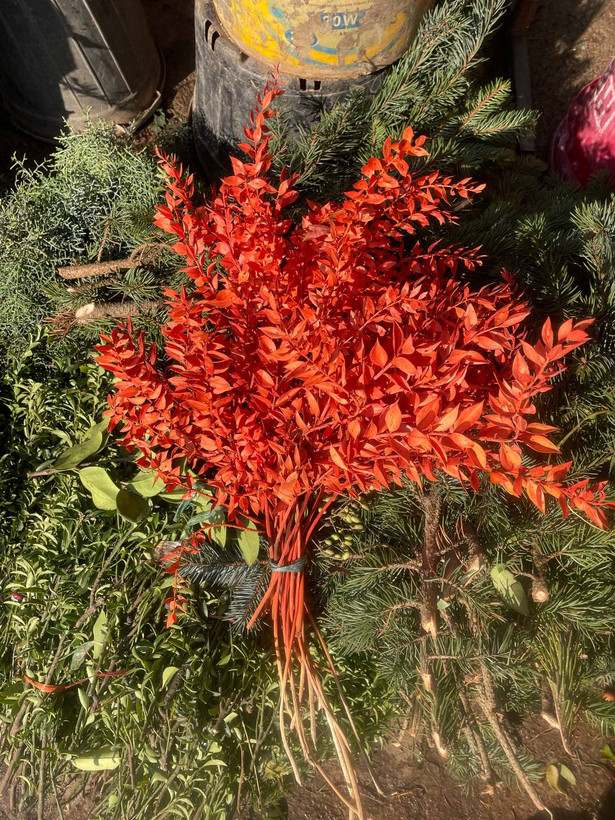 گل خشک جزه رنگ نارنجی یک دسته