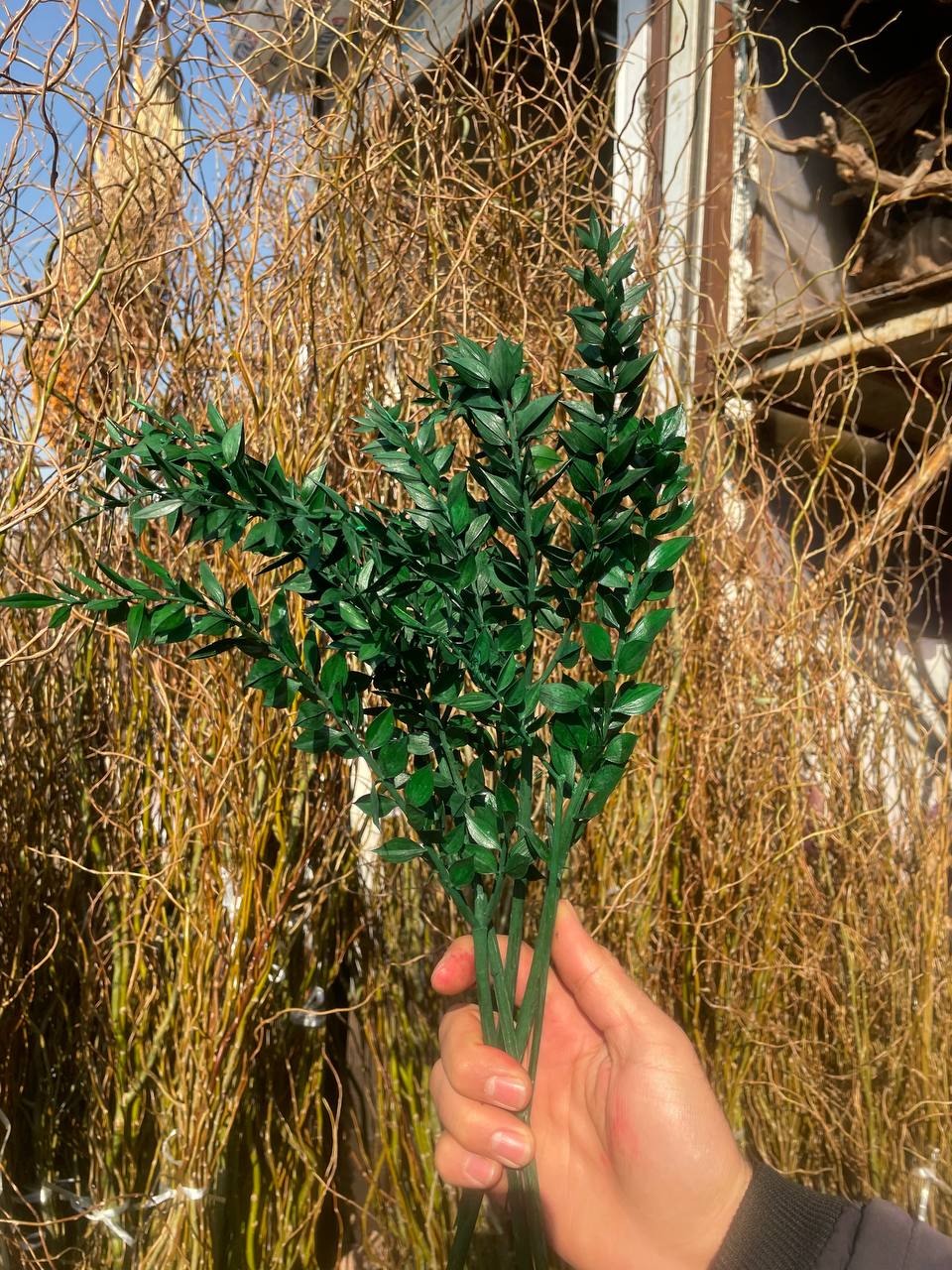 گل خشک جزه (رنگ سبز) دسته کوچیک
