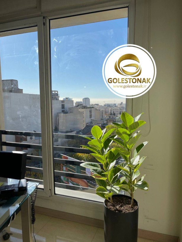 گل آپارتمانی فیکوس الاستیکا بدون گلدان