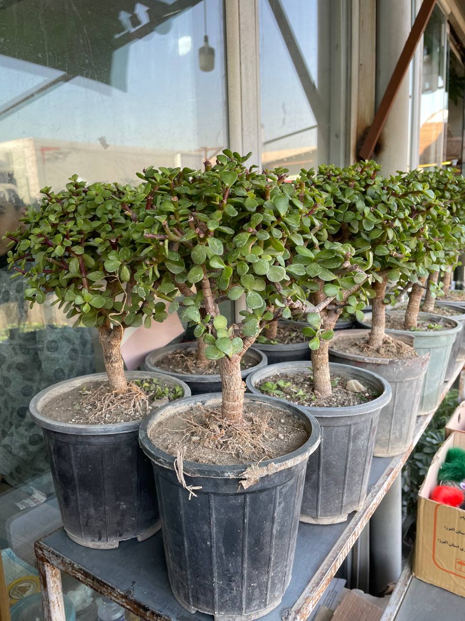 بنسای کراسولا