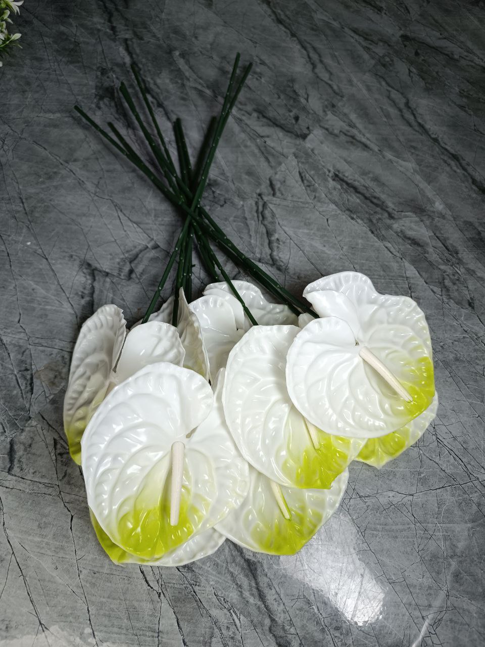 آنتوریوم(انتوریوم) ژله ای سفید لبه سبز 5عددی