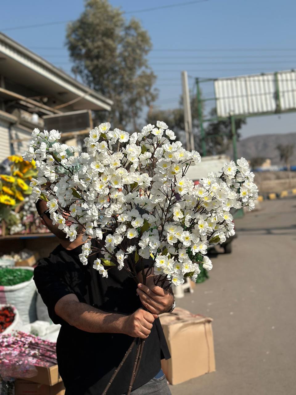شکوفه  سفید سیب سه بازو