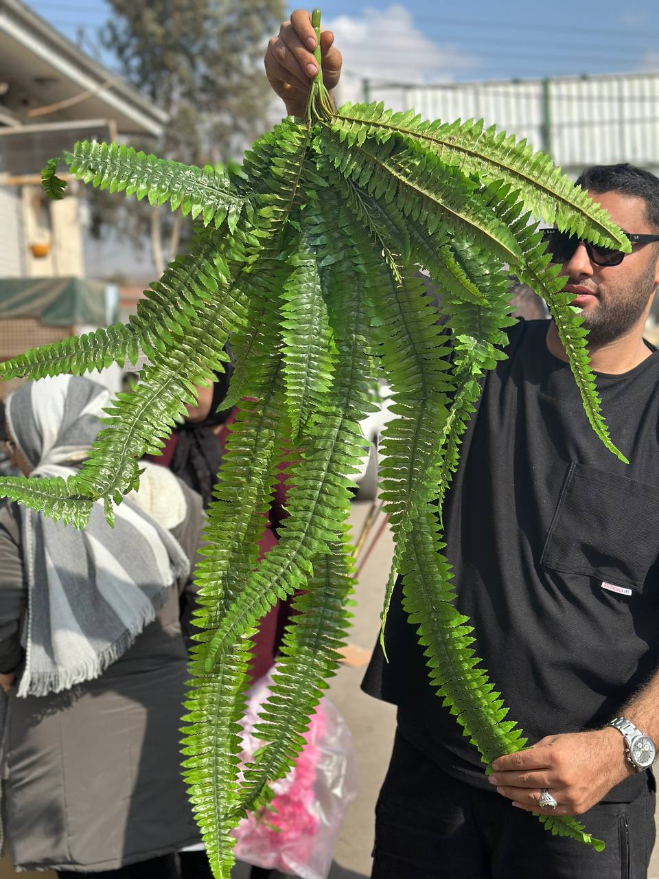 سرخس مصنوعی بلند