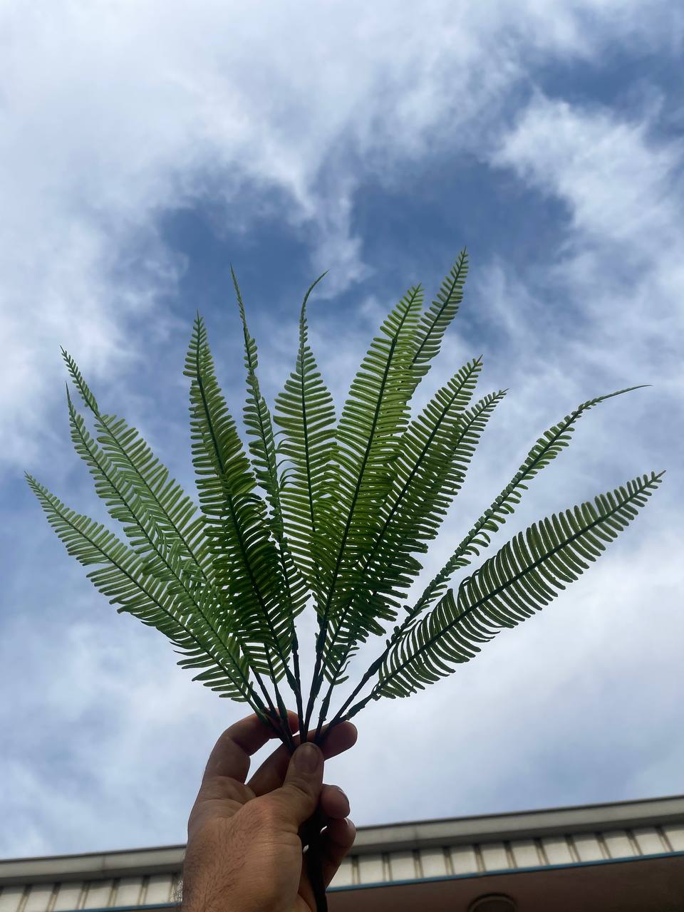 بوته سرخس سبز لمسی (سایز متوسط)