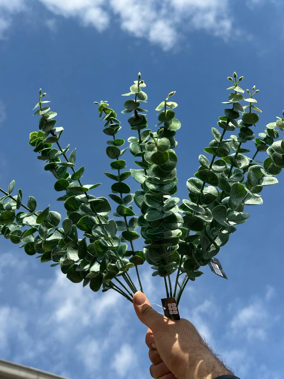 برگ اکالیپتوس چرمی
