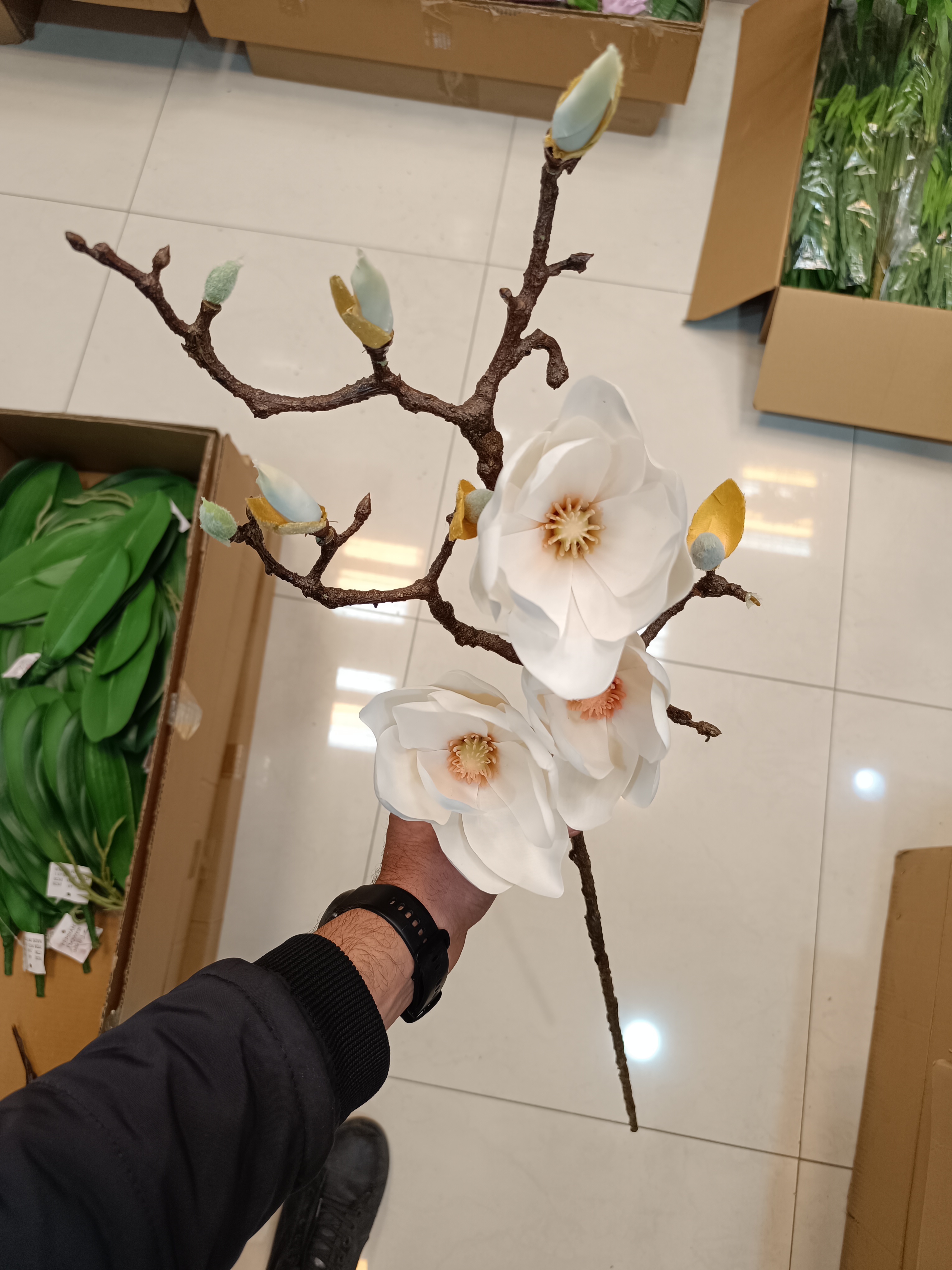 مگنولیا شاخه بلند سفید