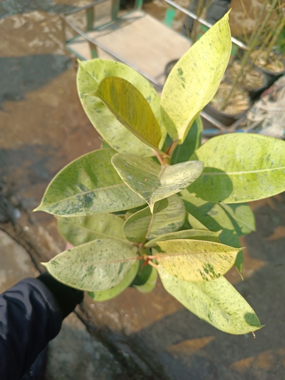 گل آپارتمانی فیکوس