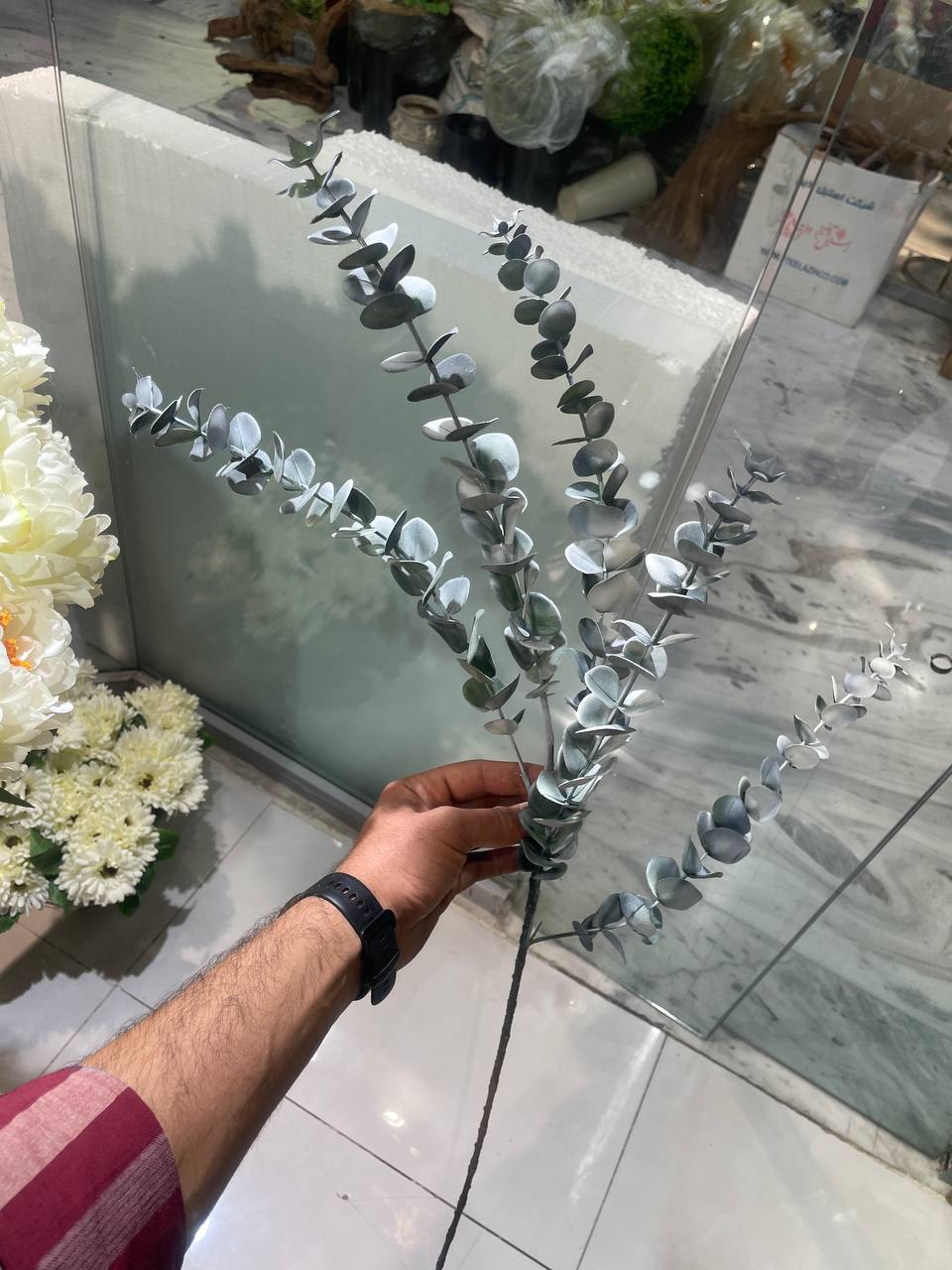 اکالیپتوس برفی یک شاخه