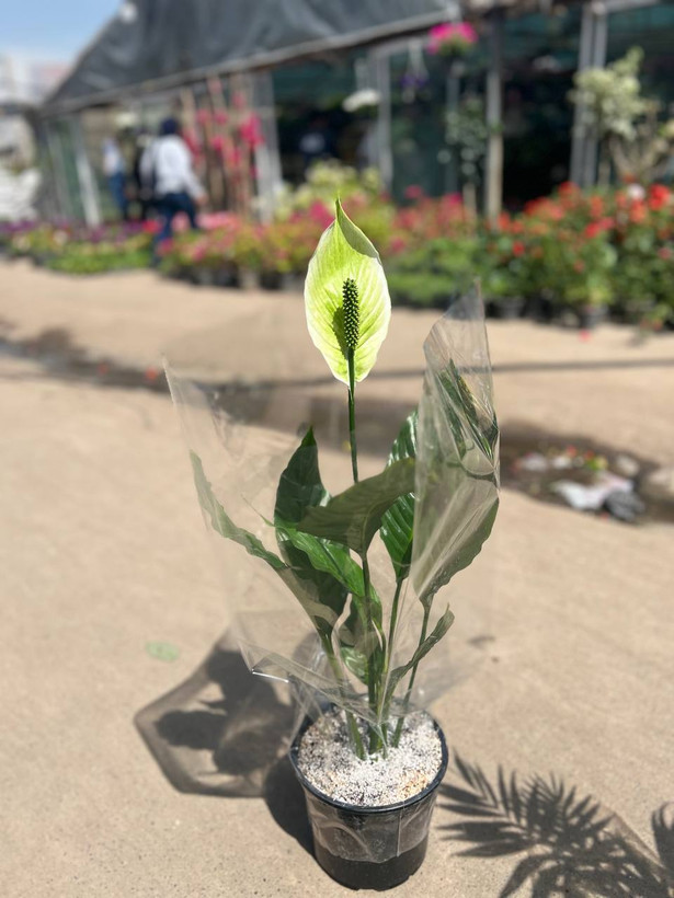 گل طبیعی اسپاتی فیلوم