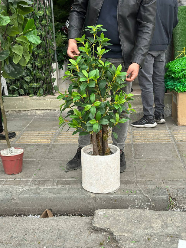 درختچه مصنوعی یاس هلندی