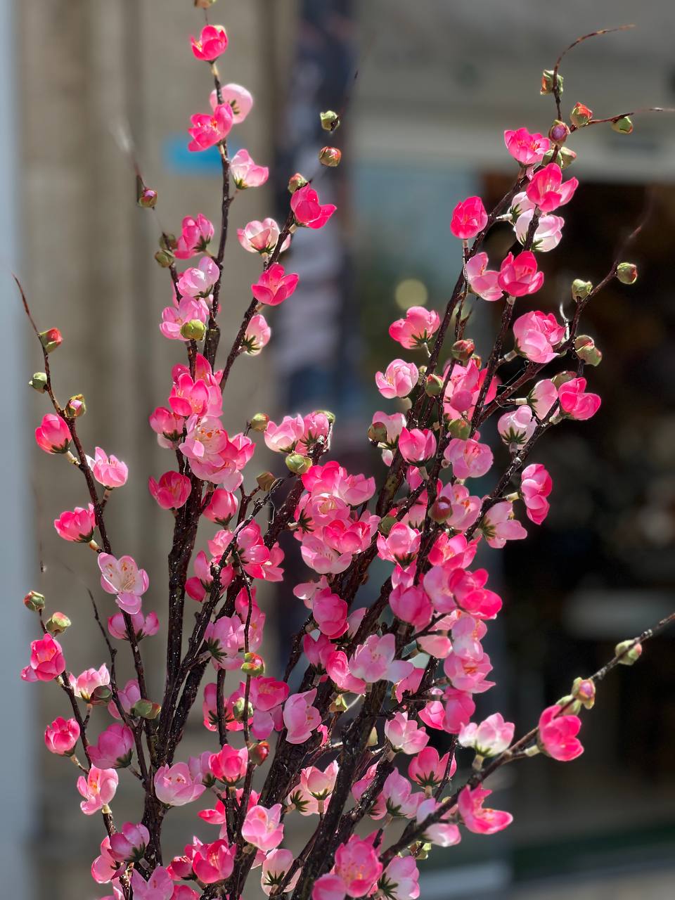 شکوفه ژاپنی گیلاس سرخابی وارداتی