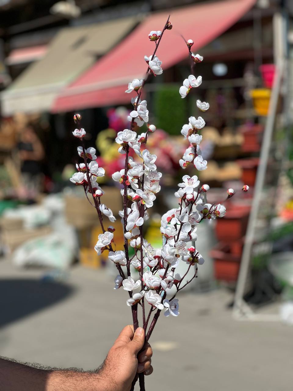 شکوفه ژاپنی ۱۱۰ سانتی سفید