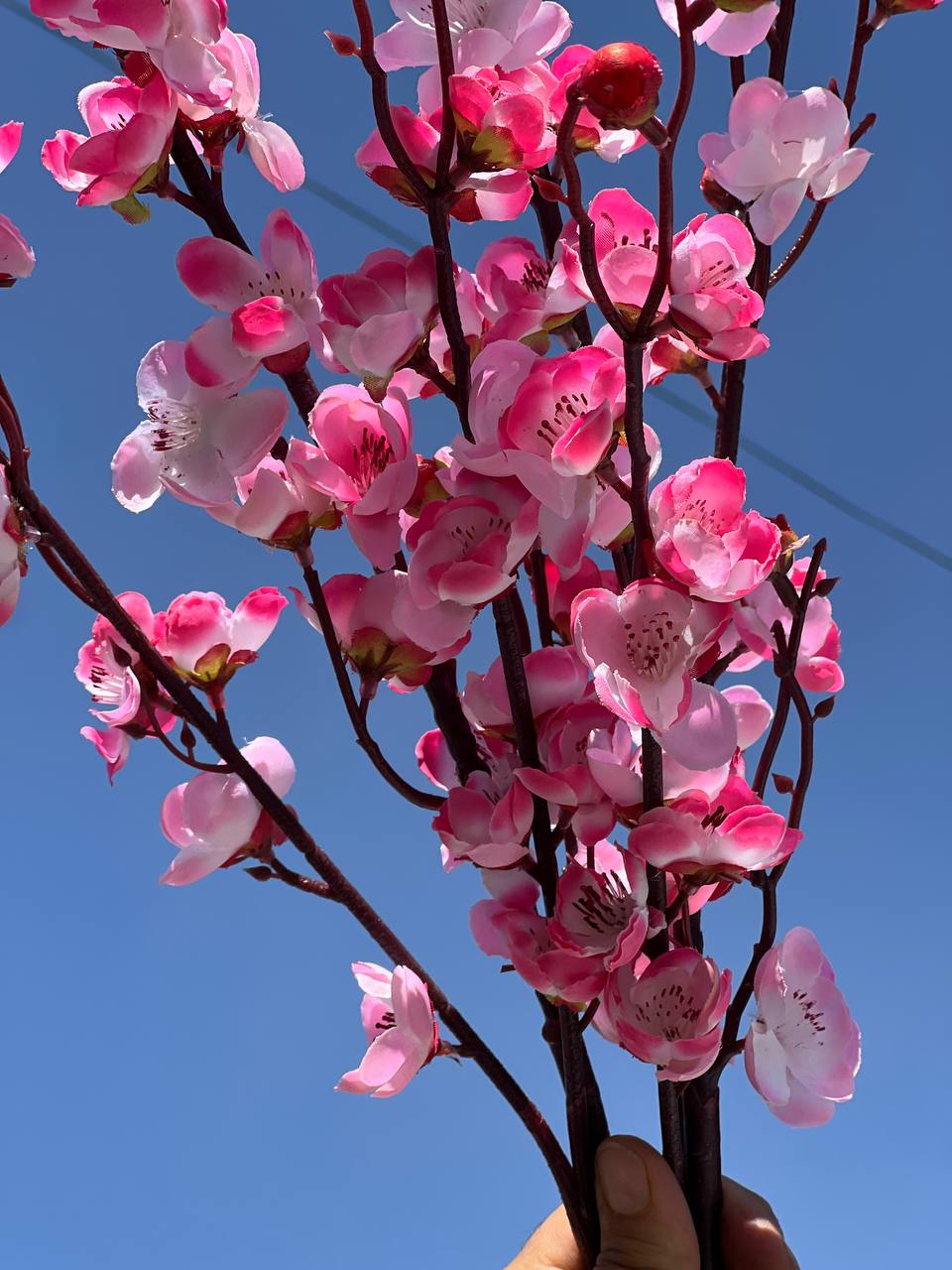 شکوفه ژاپنی ۱۱۰ سانتی صورتی