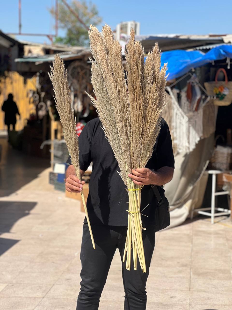 گل نی (گل خشک طبیعی)  شاخه ۱عددی