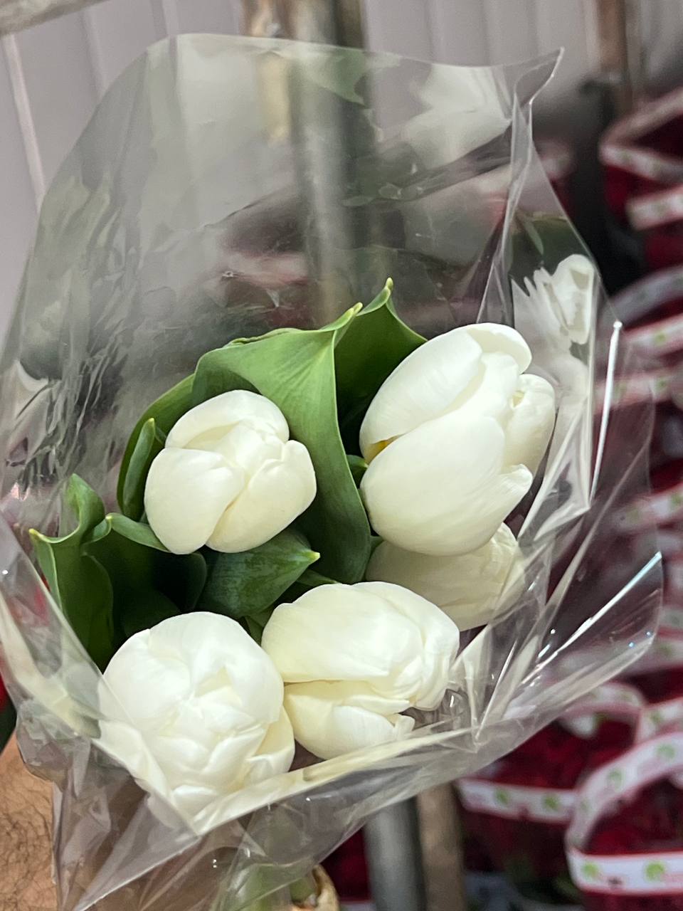 لاله طبیعی سفید دسته ۵عددی