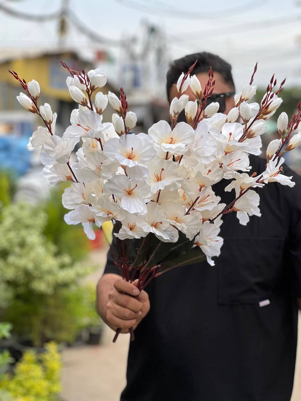 گل آلستر بلند سفید