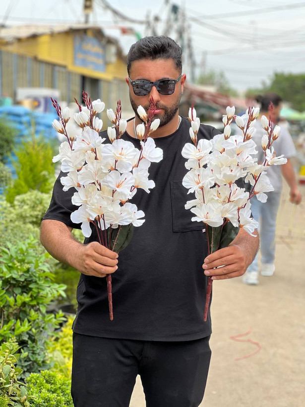 گل آلستر بلند سفید