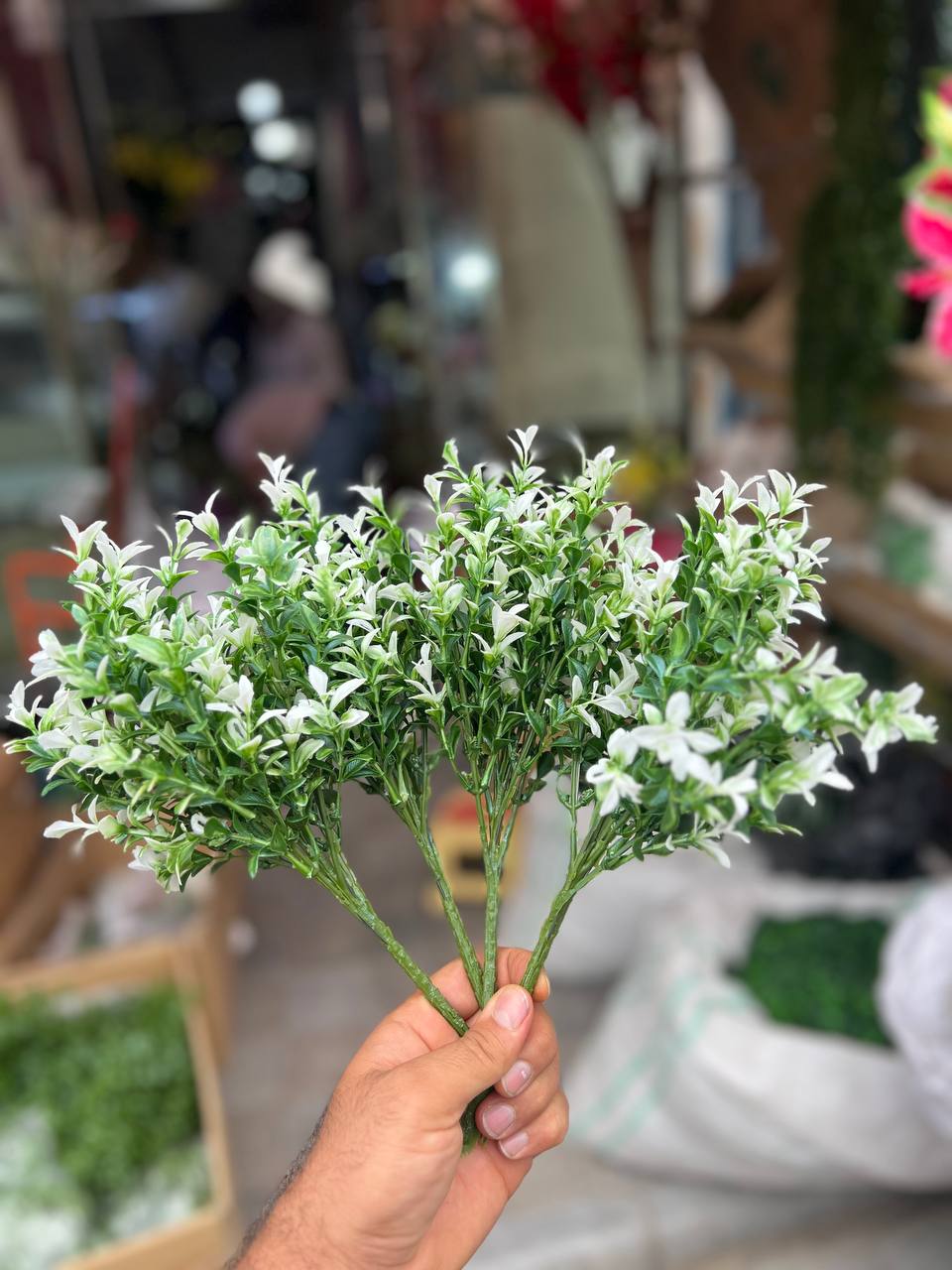 بوته اناری لبه سفید