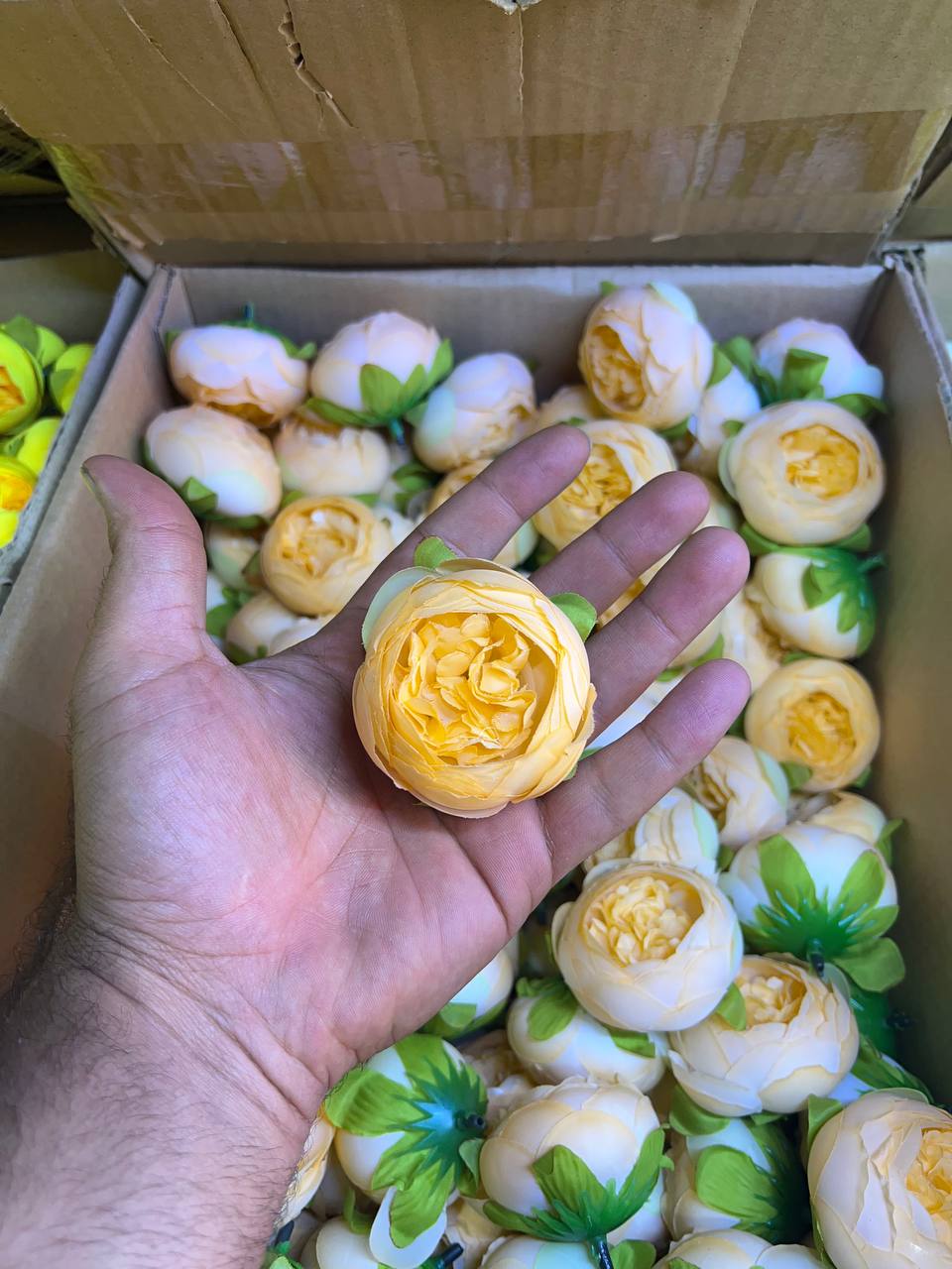 سرگل پیونی متوسط رنگ اجری (نارنجی کمرنگ) ۱۰عددی