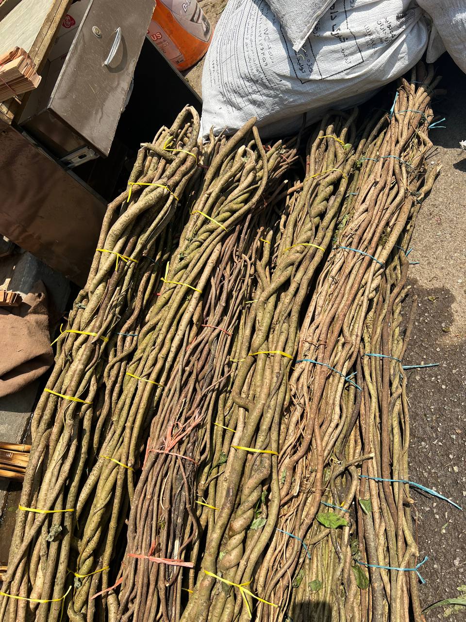 ریشه کیوی  (تنه و شاخه درخت مصنوعی)