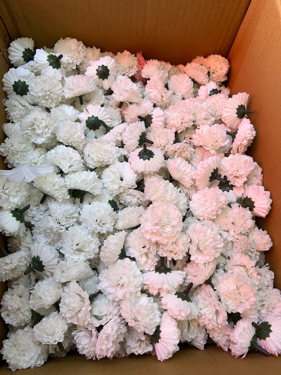 سرگل بدون ساقه داوودی سفید (سایزکوچک) ۱۰عددی