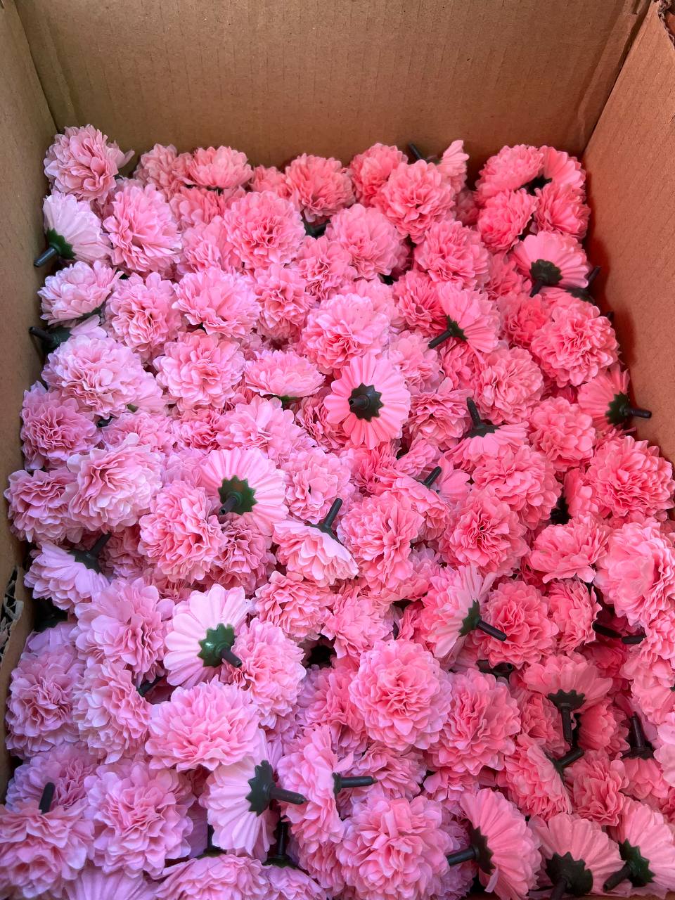 سرگل بدون ساقه داوودی صورتی (سایزکوچک) ۱۰عددی