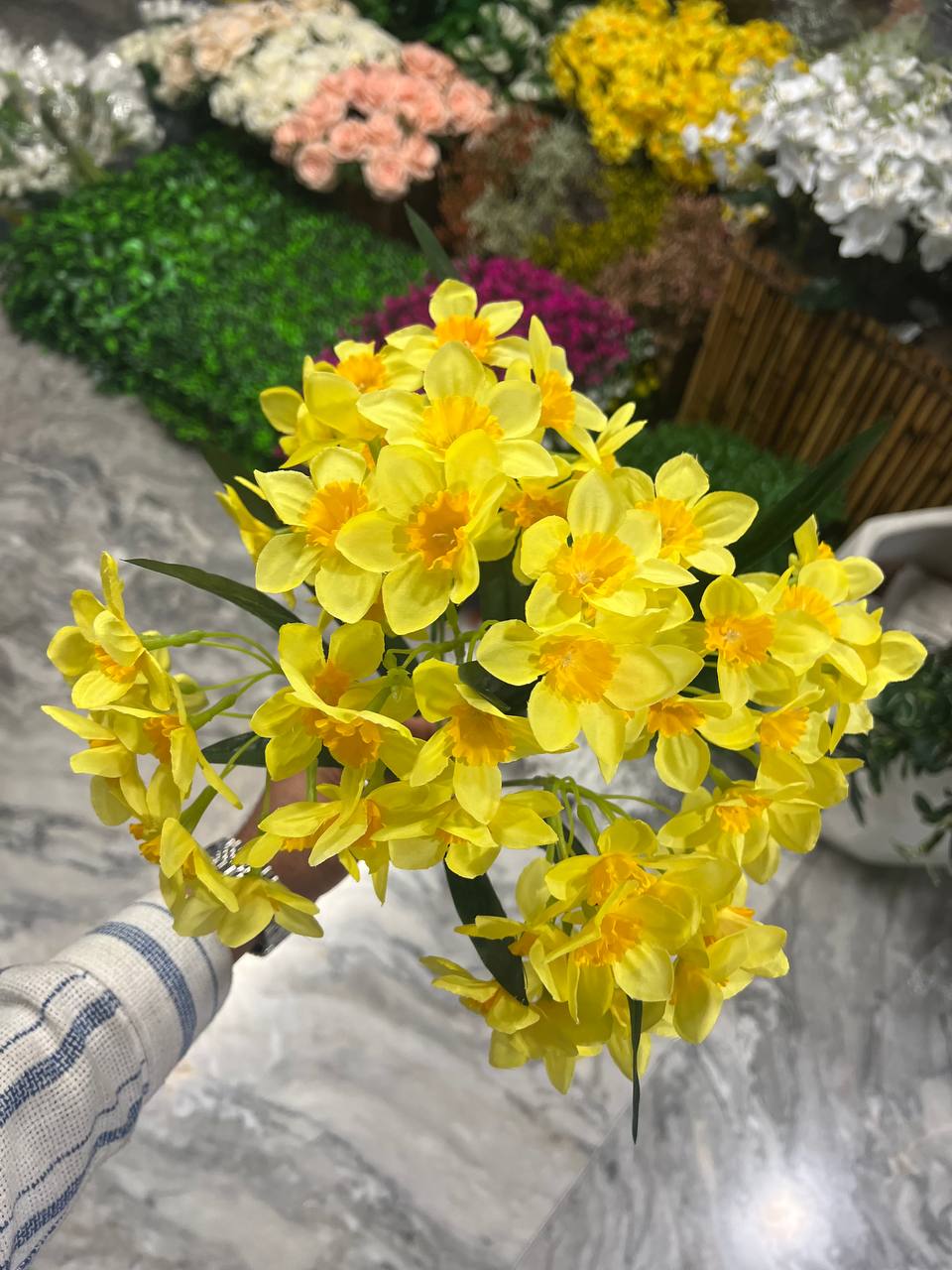 بوته نرگس ۵ بازو رنگ زرد سایز بزرگ