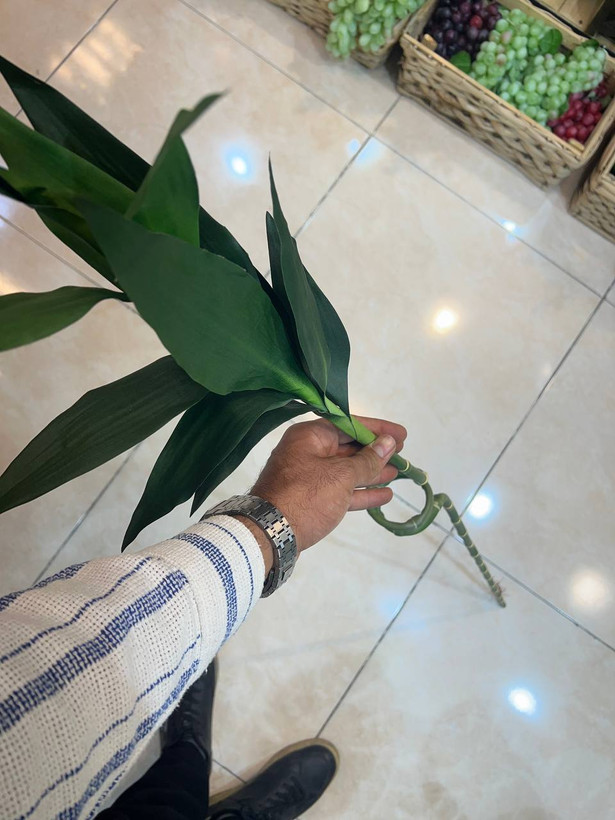 شاخه بامبو مصنوعی ۱۳۰ سانتی ریشه دار وارداتی