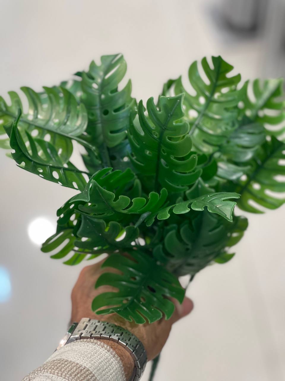 بوته برگ انجیری سبز