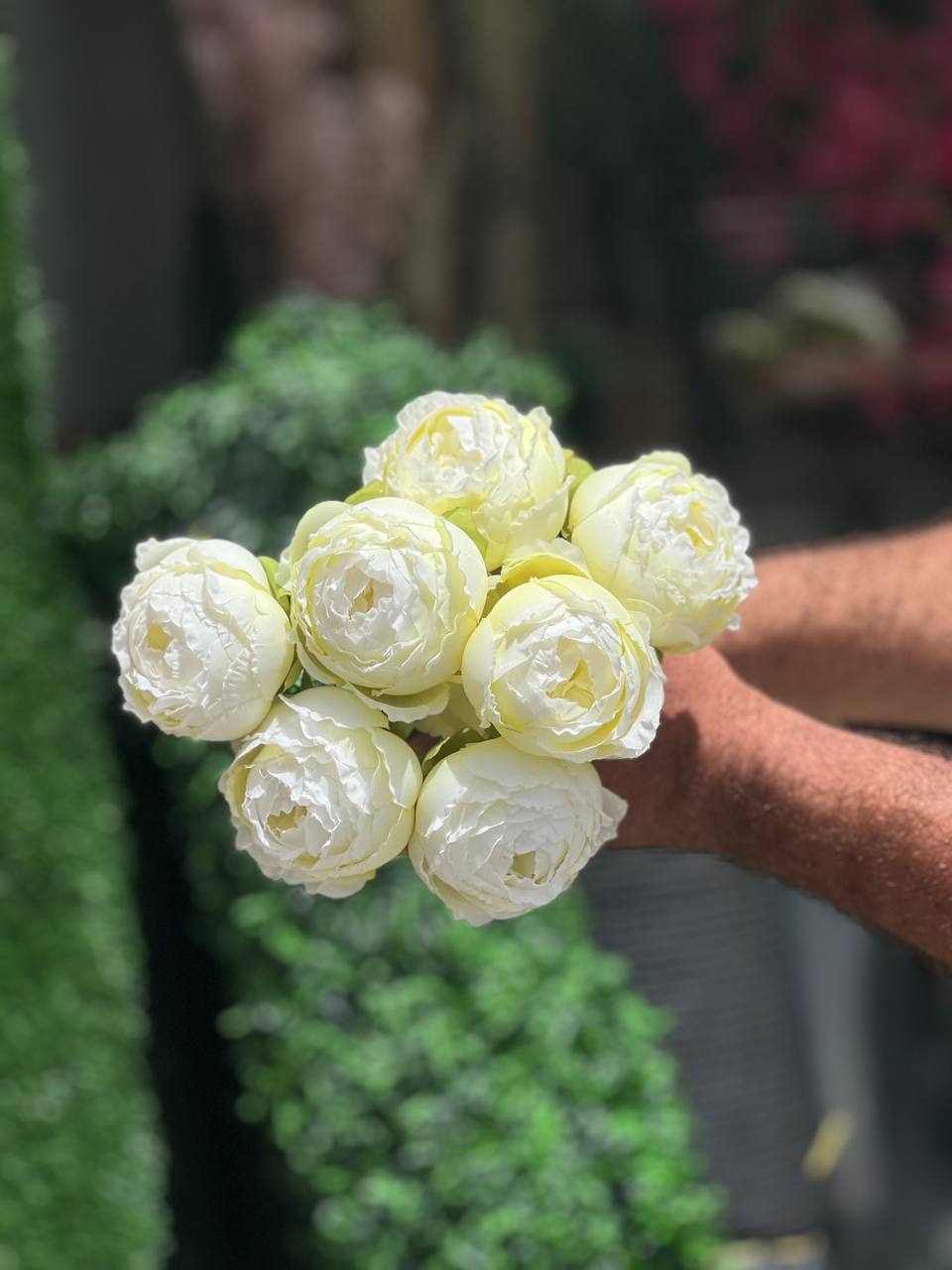 سرگل پیونی (پائونی) با ساقه سایز بزرگ رنگ نباتی 10عددی