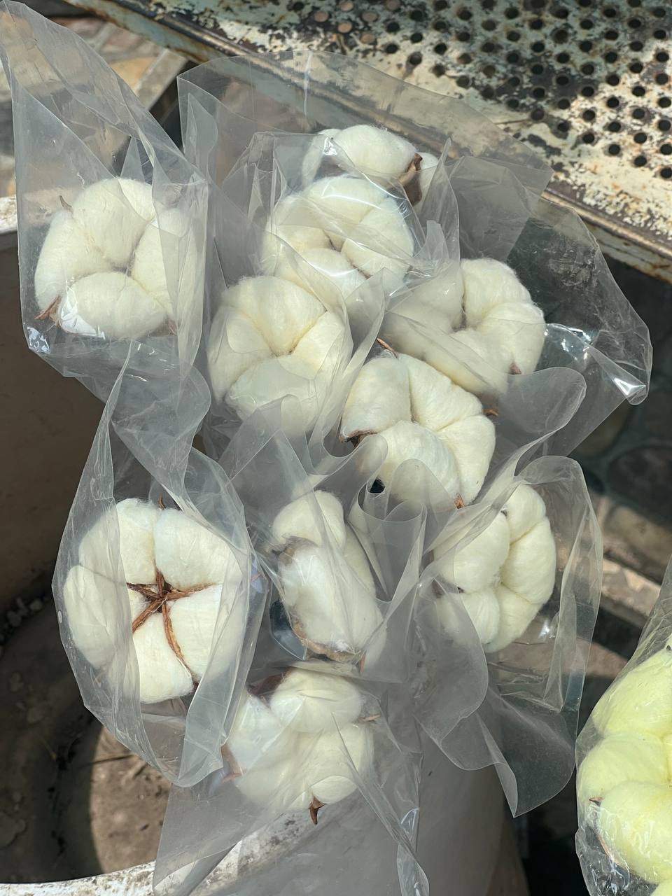 گل خشک پنبه کرم ۱۰ تایی
