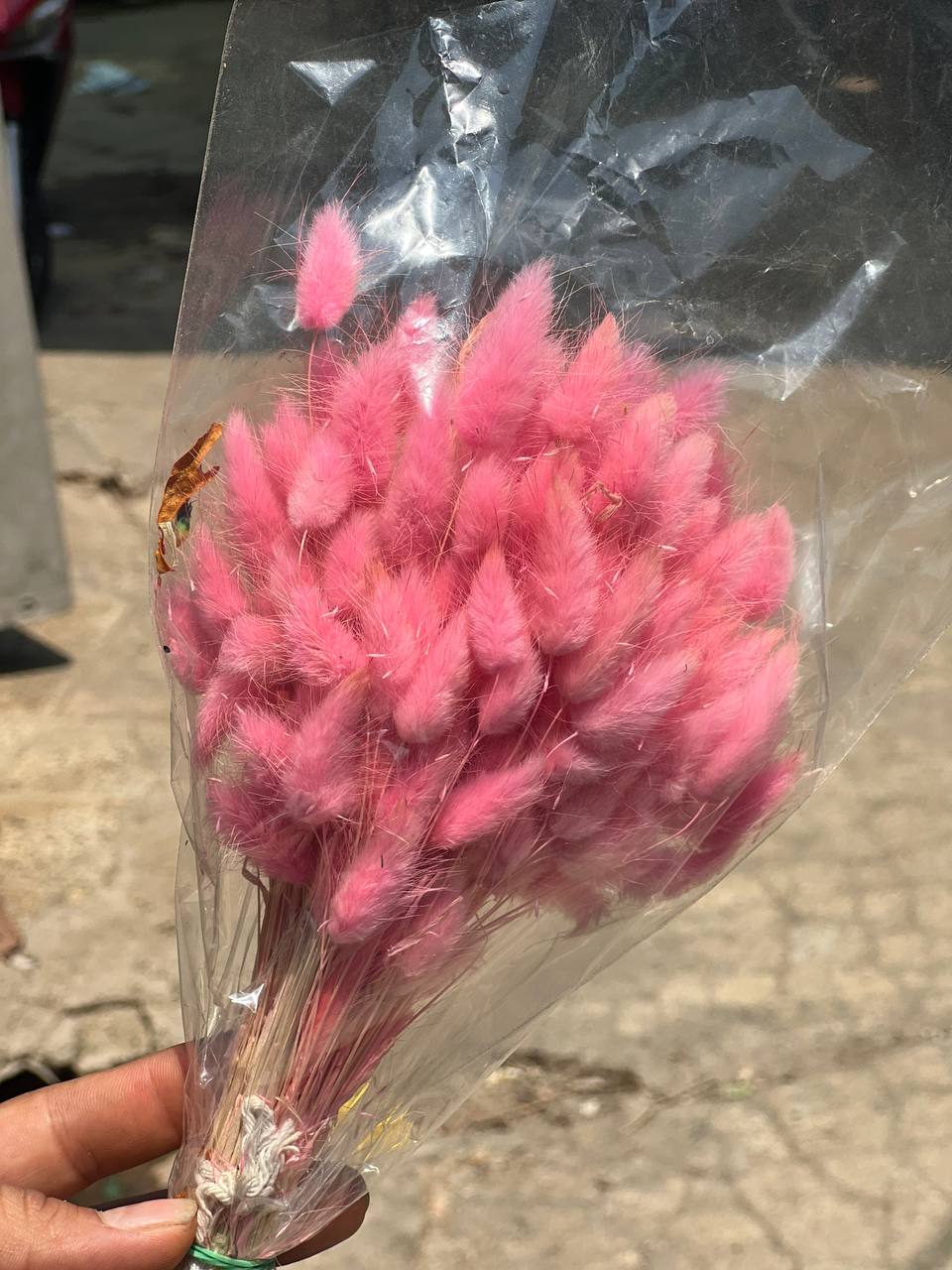 گل خشک دم خرگوشی وارداتی رنگ صورتی سایز بزرگ