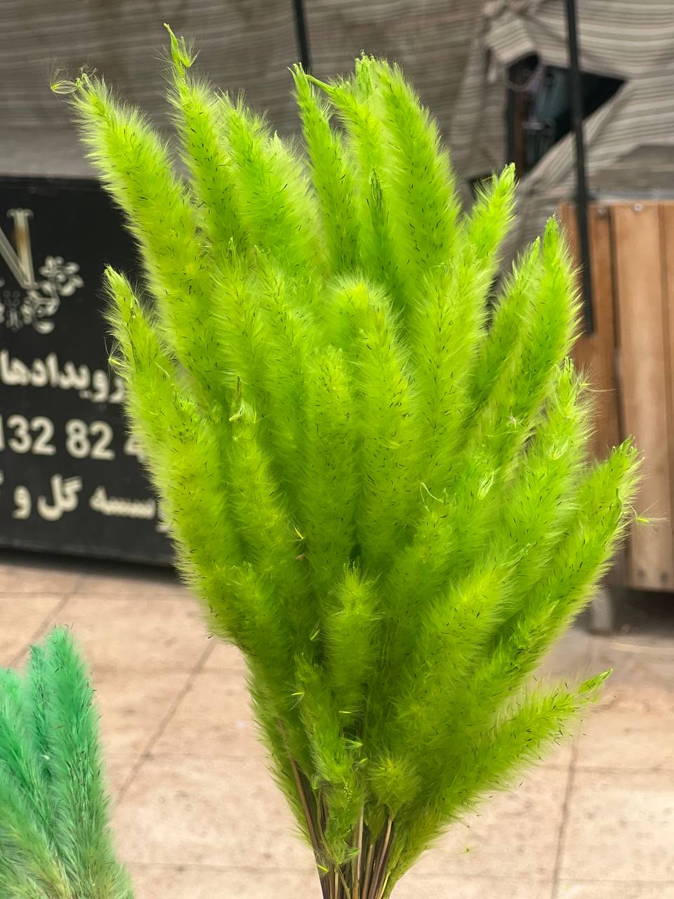 گل خشک دم روباهی سبز روشن