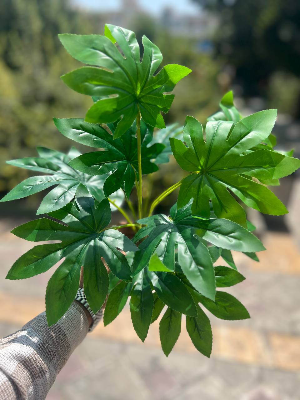بوته برگ انجیری ۱۰برگ سبز