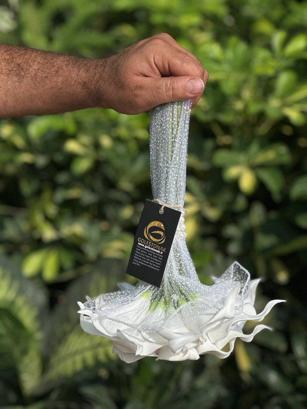 دسته گل عروس شیپوری (۲۰شاخه)