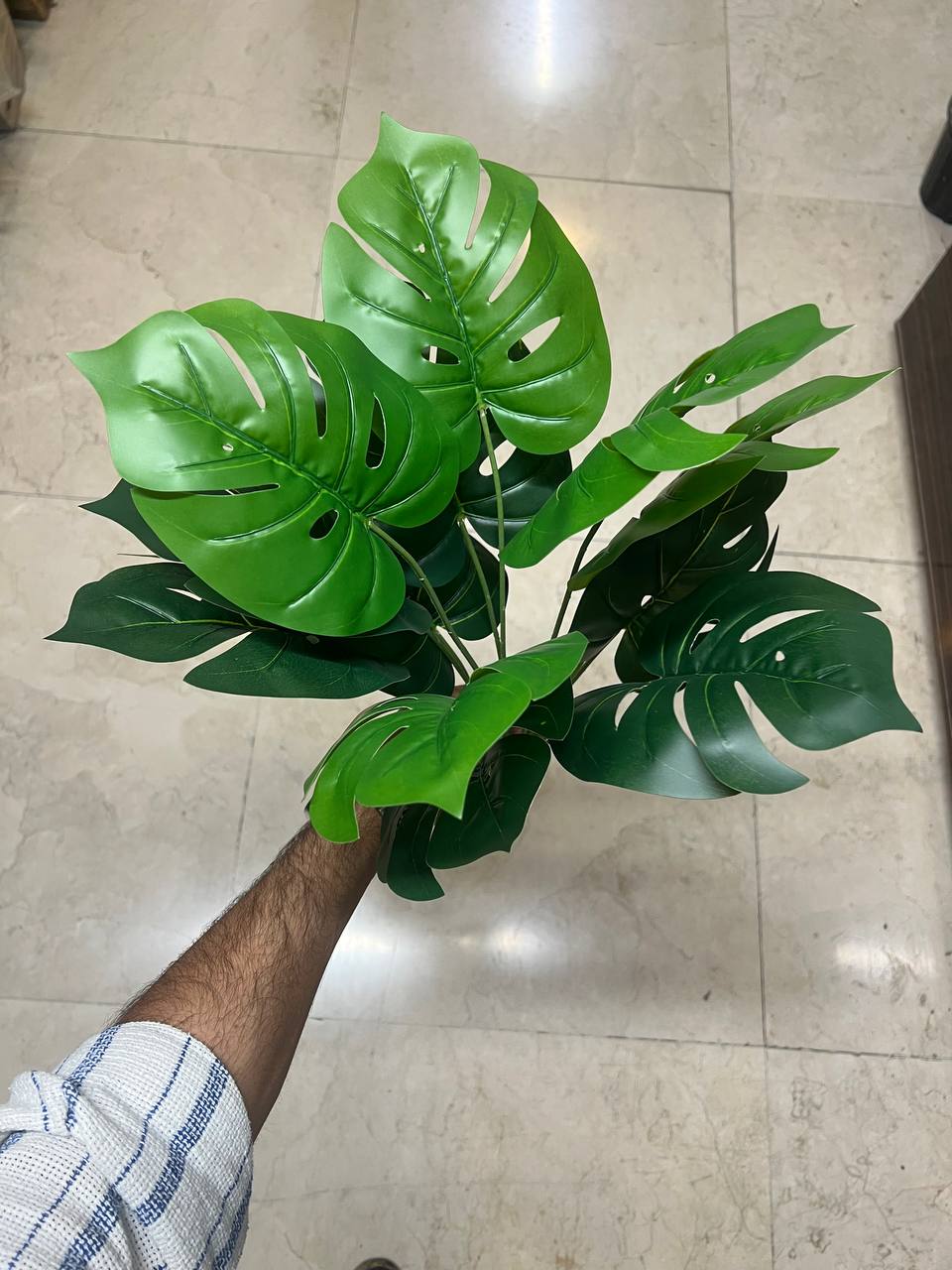 بوته برگ برگ انجیری ۱۲ برگ
