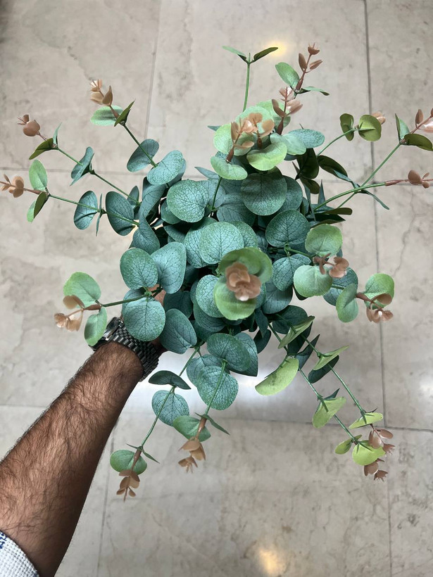 بوته اکالیپتوس سبز خارجی
