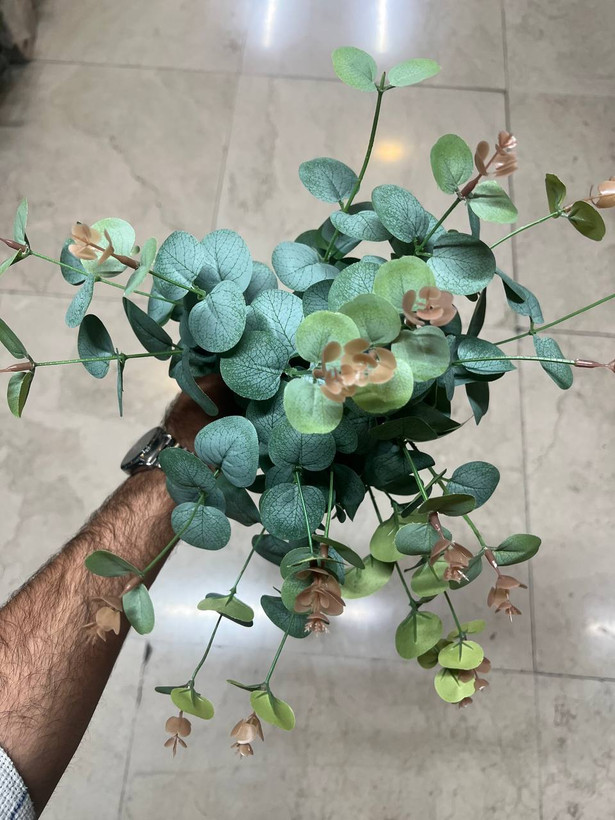 بوته اکالیپتوس سبز خارجی