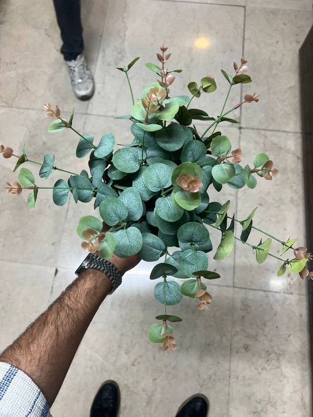 بوته اکالیپتوس سبز خارجی