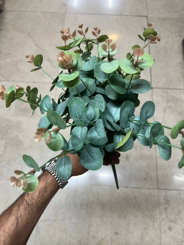 بوته اکالیپتوس سبز خارجی