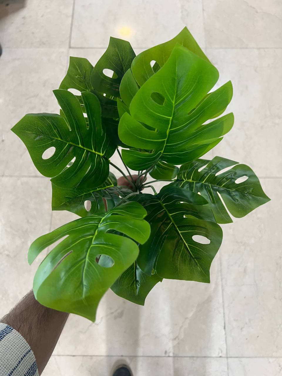 بوته برگ انجیری
