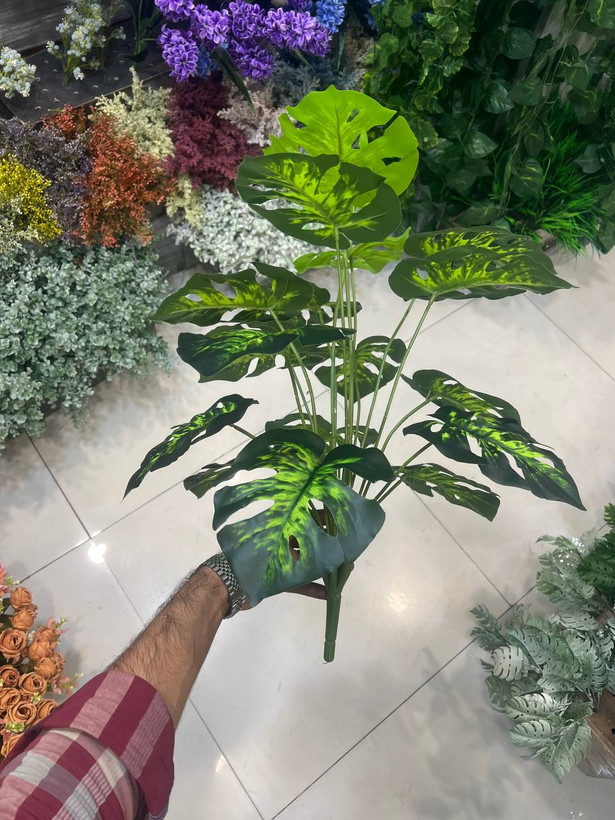 درختچه برگ انجیری ۱۸ برگ ارتفاع ۶۰ سانت