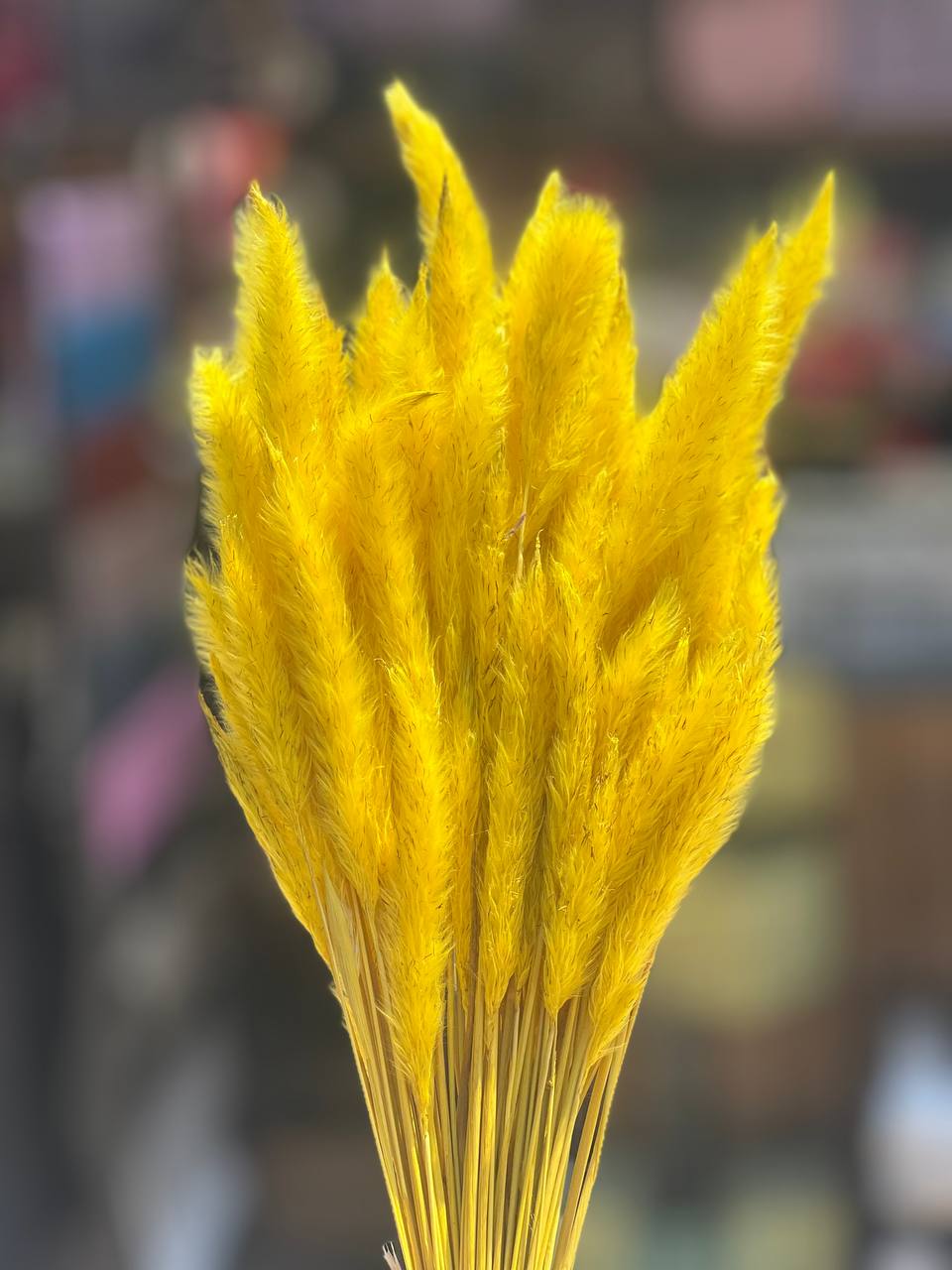 گل خشک دم روباهی زرد