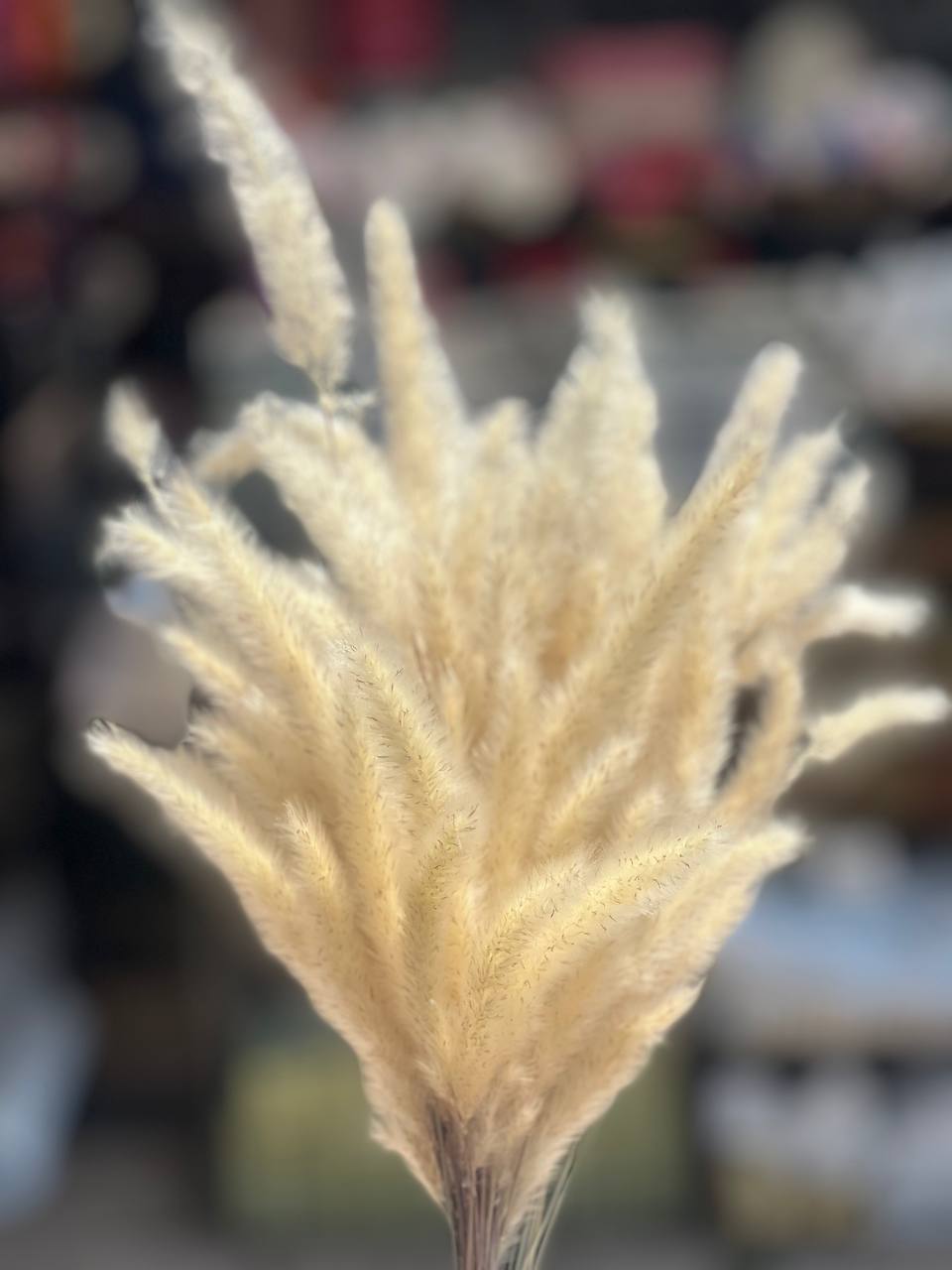 گل خشک دم روباهی کرم (رنگ طبیعی)