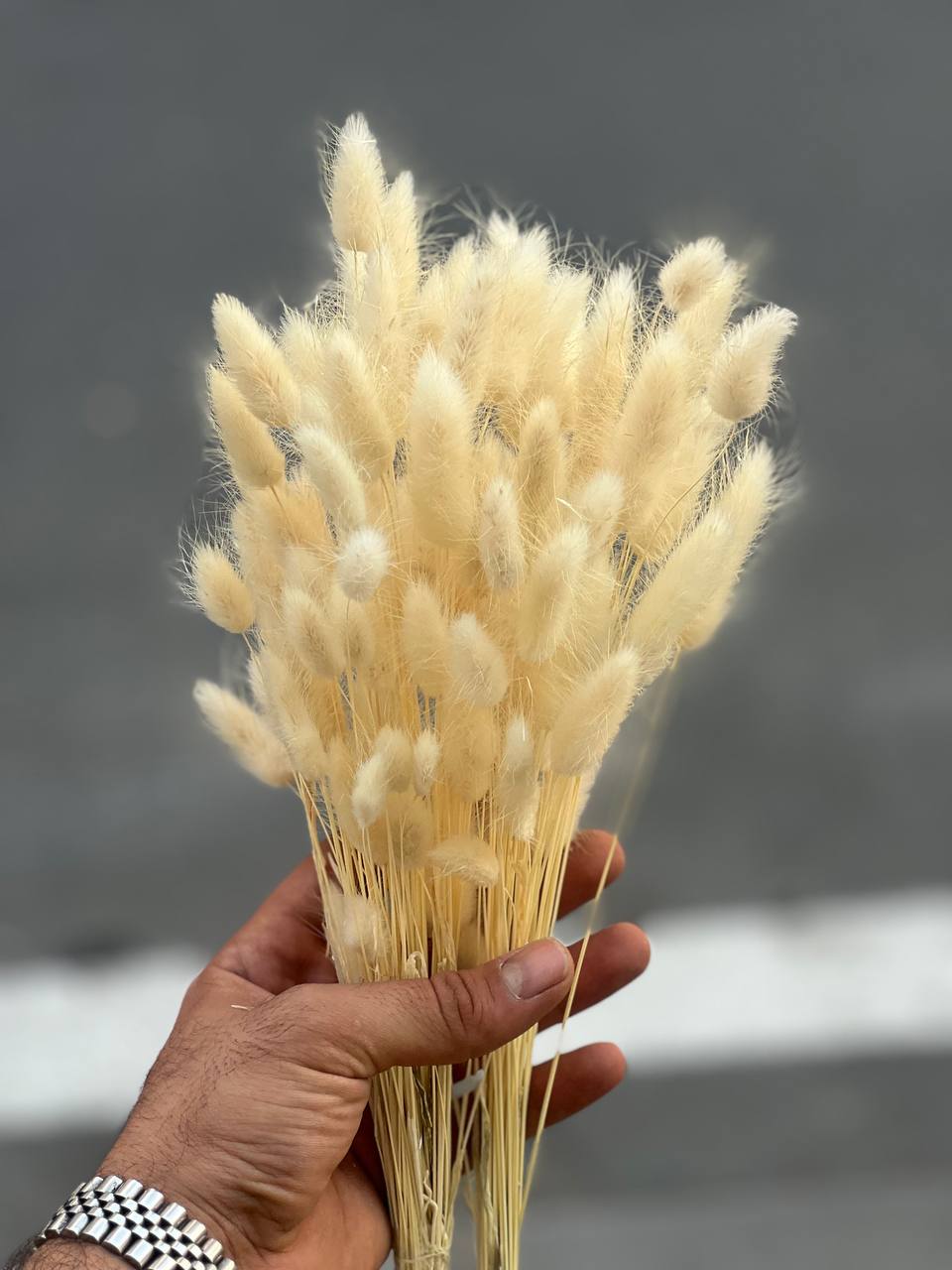 گل خشک دکوری دم خرگوشی رنگ کرم سایز بزرگ